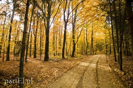 Ażurowy szlak dla rowerzystów