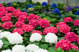 Zaproś wiosnę do siebie