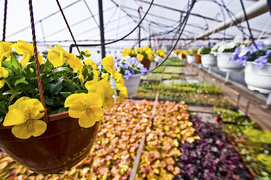 Zaproś wiosnę do siebie