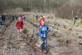 Elblążanie posadzili 700 choinek
