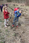 Elblążanie posadzili 700 choinek