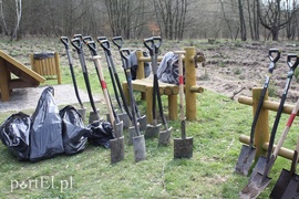 Elblążanie posadzili 700 choinek
