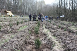 Elblążanie posadzili 700 choinek