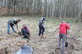 Elblążanie posadzili 700 choinek