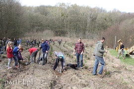 Elblążanie posadzili 700 choinek