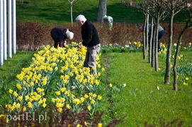 Żołty - kolor nadziei