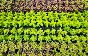 Niech Twoja przestrzeń zakwitnie na nowo