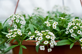 Niech Twoja przestrzeń zakwitnie na nowo