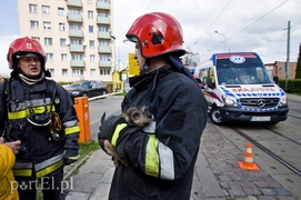 Pożar w mieszkaniu przy Królewieckiej