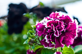 Kolorowy zawrót kwiatowy