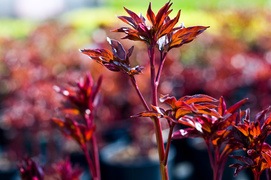 Kolorowy zawrót kwiatowy