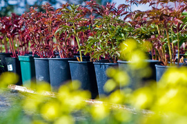 Kolorowy zawrót kwiatowy