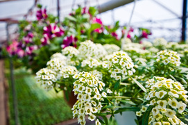 Kolorowy zawrót kwiatowy