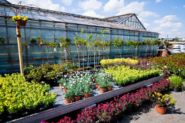 Kolorowy zawrót kwiatowy