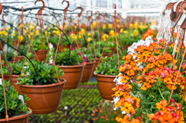 Kolorowy zawrót kwiatowy