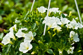 Kolorowy zawrót kwiatowy