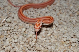 Nie nakarmisz węża schabem