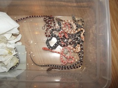 Nie nakarmisz węża schabem