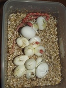 Nie nakarmisz węża schabem