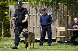 Wyszczekane i agresywne. I o to chodzi