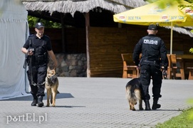 Wyszczekane i agresywne. I o to chodzi