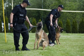 Wyszczekane i agresywne. I o to chodzi