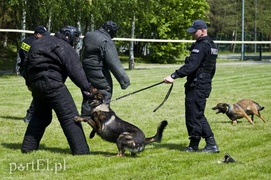 Wyszczekane i agresywne. I o to chodzi