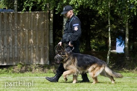 Wyszczekane i agresywne. I o to chodzi