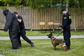 Wyszczekane i agresywne. I o to chodzi