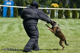 Wyszczekane i agresywne. I o to chodzi