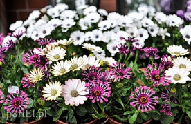 Nie mów - wyraź to gestem