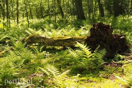 Obwód kaliningradzki jakiego nie znacie (korespondencja własna)
