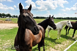 Piastowiada na medal