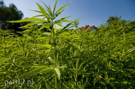 U prząśniczki siedzą jak anioł dzieweczki