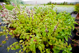 Niech Twój świat zrobi się zielony