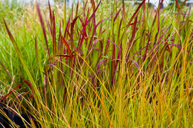 Niech Twój świat zrobi się zielony