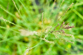 Niech Twój świat zrobi się zielony