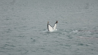 Ogon humbaka, każdy jest inny niczym imię zwierzęcia