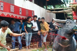 Scena z ceremonii pogrzebowej w Tana Toraja na wyspie Sulawesi- Indonezja