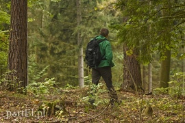 Wilk nie jest ani dobry, ani zły