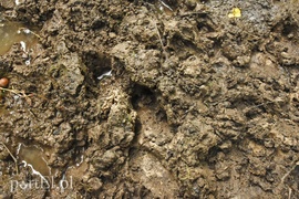 Wilk nie jest ani dobry, ani zły