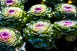 Pamiętajcie o kwiatach...