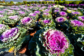 Pamiętajcie o kwiatach...