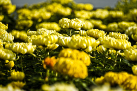 Pamiętajcie o kwiatach...