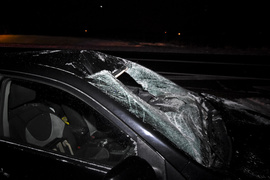 Trasa S22: Toyota i seat uderzyły w łosia