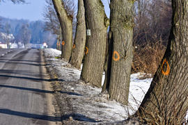 Wycinka na Fromborskiej, tu będzie ścieżka