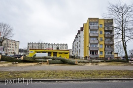 Wyrzynają w pień, bo mogą