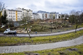 Wyrzynają w pień, bo mogą