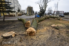 Wyrzynają w pień, bo mogą