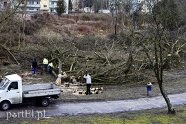 Wyrzynają w pień, bo mogą